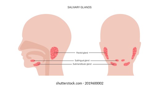 Salivary gland in human mouth. Parotid, submandibular, and sublingual glands. Produce of saliva through a system of ducts. Xerostomia oral disease anatomical poster. Medical flat vector illustration.