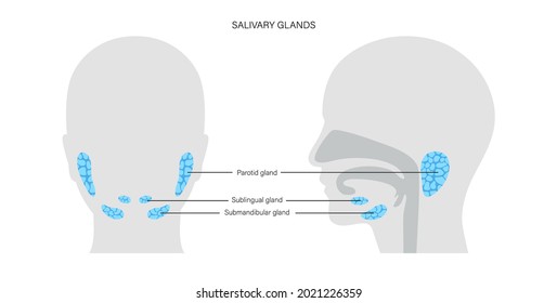 Salivary gland in human mouth. Parotid, submandibular, and sublingual glands. Produce of saliva through a system of ducts. Xerostomia oral disease anatomical poster. Medical flat vector illustration.
