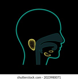 Salivary gland in human mouth. Parotid, submandibular, and sublingual glands. Produce of saliva through a system of ducts. Xerostomia oral disease anatomical poster. Medical 3d vector illustration.