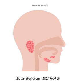 Salivary Gland In Human Mouth. Parotid, Submandibular, And Sublingual Glands. Produce Of Saliva Through A System Of Ducts. Xerostomia Oral Disease Anatomical Poster. Medical Flat Vector Illustration.