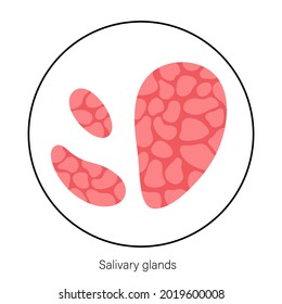 Salivary Gland Icon. Parotid, Submandibular, And Sublingual Glands Banner. Produce Of Saliva Through A System Of Ducts. Xerostomia Oral Disease Anatomical Poster. Medical Flat Vector Illustration.