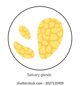 Salivary Gland Icon. Parotid, Submandibular, And Sublingual Glands Banner. Produce Of Saliva Through A System Of Ducts. Xerostomia Oral Disease Anatomical Poster. Medical Flat Vector Illustration.