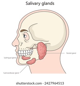 Salivary gland structure diagram hand drawn schematic vector illustration. Medical science educational illustration