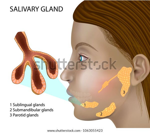 Salivary\
Gland Structure. Histology of salivary glands. Structure and\
cellular composition of mature salivary\
glands.