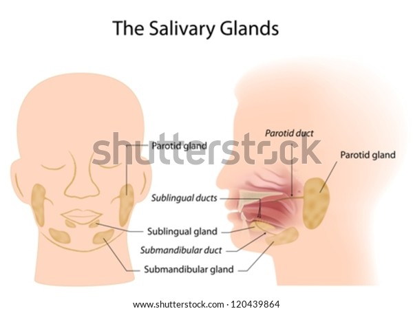 唾液腺库存矢量图 免版税