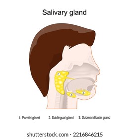 salivary glands anatomy. Human's head with three main paired salivary glands: Parotid, Submandibular, and Sublingual. exocrine glands that produce saliva through a system of ducts. Vector poster