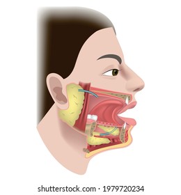 salivary glands and ducts. The structure of the organs of the oral cavity. Human profile. Cheek incision. Cross section. Vector illustration