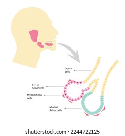 Salivary glands célula. Men lateral view with the three salivary glands and gland cells