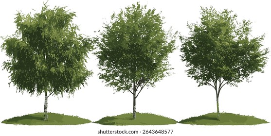 Salix babylonica e Alnus rubra frontal definir árvores de rua isolado recorte, ilustração vetorial, elementos botânicos, arquitetura da paisagem, ambiente urbano verde, folhagem natural.