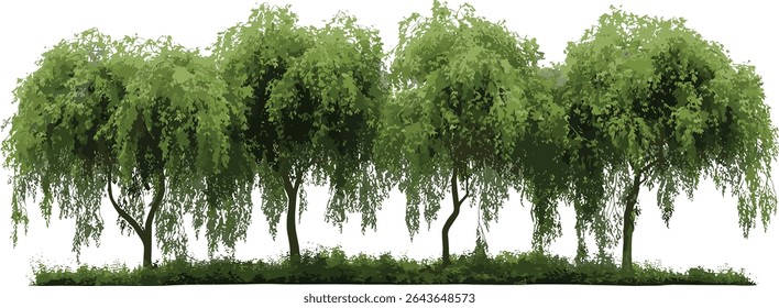 Salix babylonica Salgueiro da Babilônia corte frontal isolado da árvore da rua, ilustração vetorial, arquitetura da paisagem, verde urbano, árvores ornamentais, planejamento do parque, silhueta da árvore.