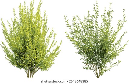 Salix babylonica e Salix caroliniana isolaram a árvore à luz do dia, ilustração vetorial, salgueiros, plantas ribeirinhas, vegetação de floresta temperada, elementos de design de paisagem.
