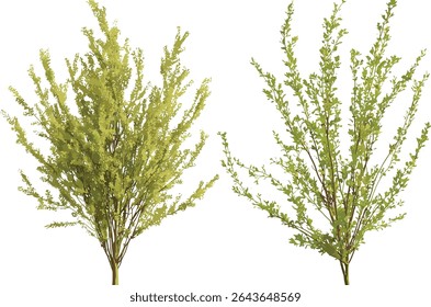 Salix babylonica e caroliniana conjunto isolado em luz do dia ensolarado, ilustração vetorial, fundo transparente, árvores naturais, vegetação de jardim, plantas de floresta, design ambiental, vegetação orgânica.
