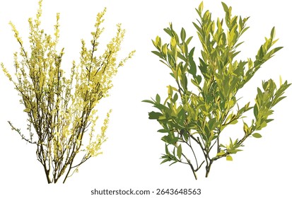 Salix babylonica e Salix caroliniana recorte de árvore, luz do dia ensolarada, ilustração vetorial, isolado em fundo transparente, plantas de jardim, ambiente natural, vegetação sazonal, silvicultura.