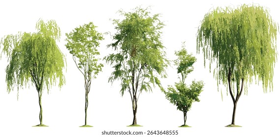 Salix caroliniana recorte isolado de salgueiro costeiro, ilustração vetorial, árvores de zonas úmidas, flora de pântanos, vegetação de zona temperada, folhagem verde, espécies de plantas ambientais.