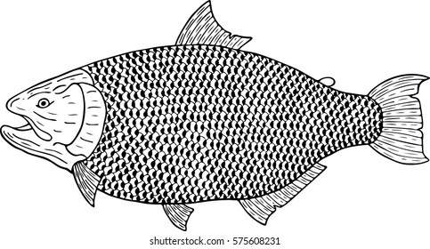 salminus brasiliensis pattern