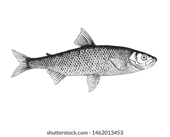 Salmo Maraena vector illustration for any use