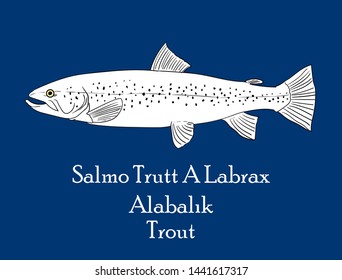 Salmo Trutt A Labrax - Trout - Alabalık - fish drawing vector