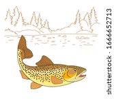 Salmo trutta freshwater fish vector. Brown Trout Fish Realistic drawing Vector illustration. American trout swimming in water isolated on white. Fishing theme vector.