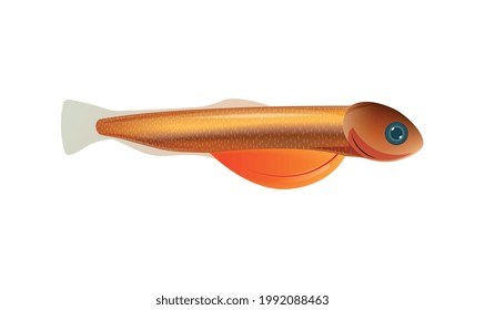 Salmon alevin on white background flat vector illustration