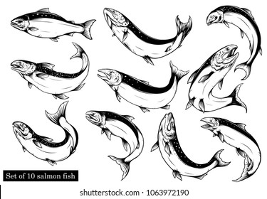 Salmon art highly detailed in line art style.Fish vector by hand drawing.Fish tattoo on white background.Black and white fish vector on white background.Salmon fish sketch for coloring book.