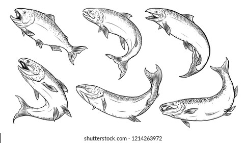 Salmon art highly detailed in line art style.Fish vector by hand drawing.Fish tattoo on white background.Black and white fish vector on white background.Salmon fish sketch for coloring book.