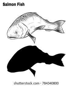 Salmon art highly detailed in line art style.Fish vector by hand drawing.Fish tattoo on white background.Black and white fish vector on white background.Salmon fish sketch for coloring book.
