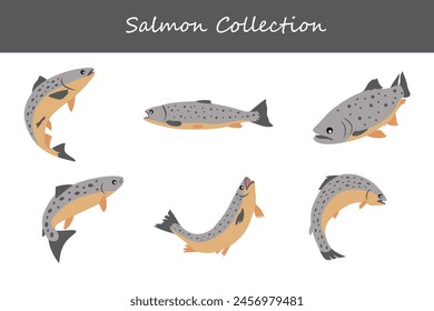 salmon collection. salmon in different poses. Vector illustration.