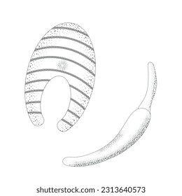 Ilustración vectorial de filete de salmón dibujada a mano. Marisco grabado de época. Ideal para el menú del restaurante de pescado y marisco, volante.
