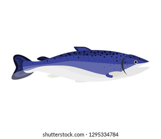 Salmon fish cartoon vector illustration. Seafood drawing on white background.