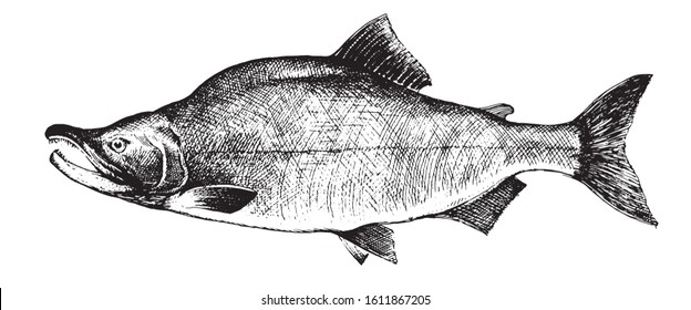 Salmon, fish collection. Healthy lifestyle, delicious food. Hand-drawn images, black and white graphics.