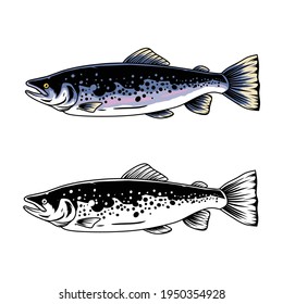 Salmon Fish Design Illustration, can be used for mascot, logo, apparel and more.Editable Design