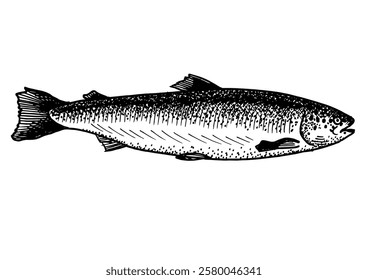 Salmon fish drawing isolated on white background for menu design.  Vintage engraved sketch. Seafood dot drawing collection