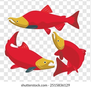 salmon fish flat vector design illustration