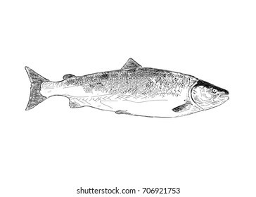 Salmon fish. Hand drawn illustration.