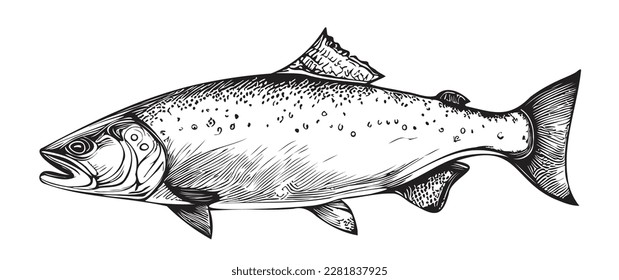 Salmon fish hand drawn sketch Vector illustration Fishing