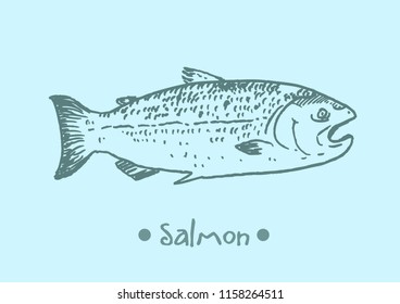 Salmon Fish Hand Sketch