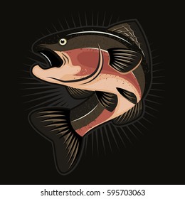 salmon fish illustration