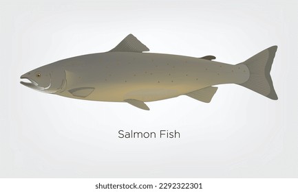 Salmon fish illustration. Hand drawn vector illustration of salmon fish isolated on white background. Retro style. Colorful art.