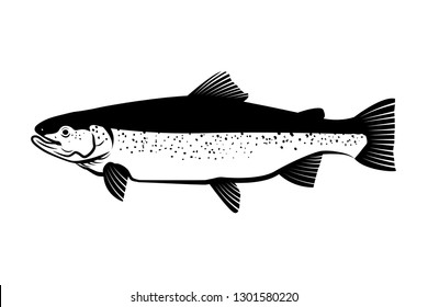 salmon fish illustration vector.