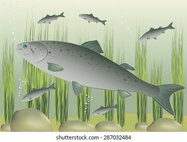 Salmon fish on the river bottom. Vector illustration