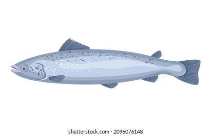 Pescado de salmón de fondo blanco, marisco. Ilustración vectorial.