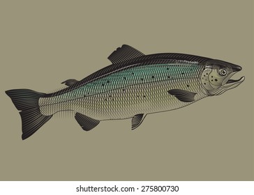 Salmon fish packaging concept illustration. Vector
