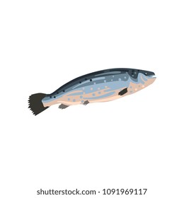 Salmon fish, seafood product vector Illustration on a white background