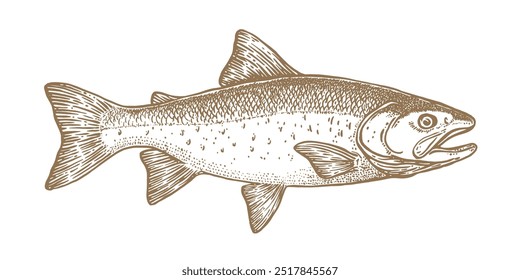 Salmon fish, seafood, sketch. Vintage retro print, seafood salmon fish sketch, sea life, ink pencil style drawing engrave old school sketch, hand drawn. Sketch artwork salmon fish. Vector Illustration