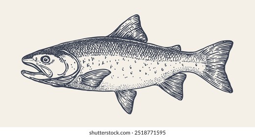 Salmon fish, seafood, sketch. Vintage retro print, seafood salmon fish sketch, sea life, ink pencil style drawing engrave old school sketch, hand drawn. Sketch artwork salmon fish. Vector Illustration