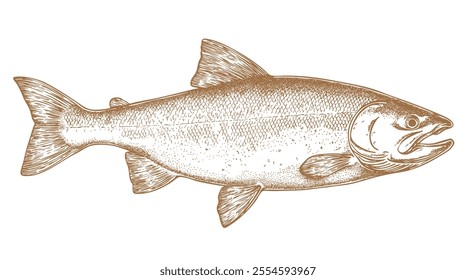 Salmon fish, seafood, sketch. Vintage retro print, seafood salmon fish sketch, sea life, ink pencil style drawing engrave old school sketch, hand drawn. Sketch artwork salmon fish. Vector Illustration