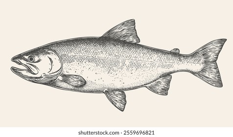 Salmon fish, seafood, sketch. Vintage retro print, seafood salmon fish sketch, sea life, ink pencil style drawing engrave old school sketch, hand drawn. Sketch artwork salmon fish. Vector Illustration