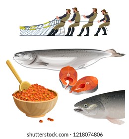 Salmon fish set. Seafood production. Fishermen pulling seine. Vector illustration isolated on white background