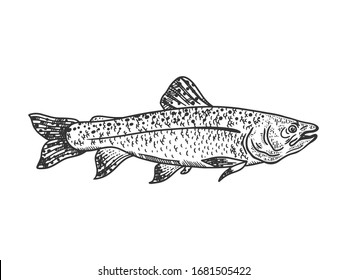 salmon fish sketch engraving vector illustration. T-shirt apparel print design. Scratch board imitation. Black and white hand drawn image.