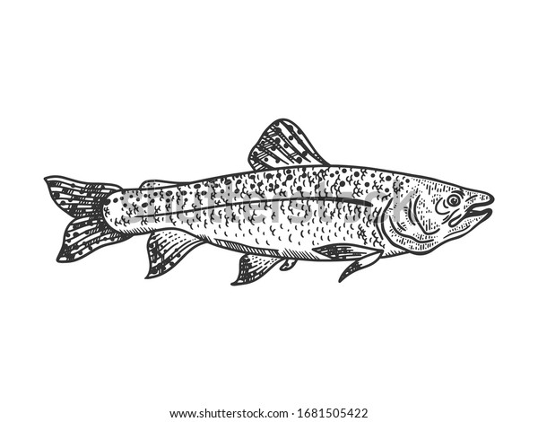 Salmon Fish Sketch Engraving Vector Illustration Stock Vector (Royalty ...